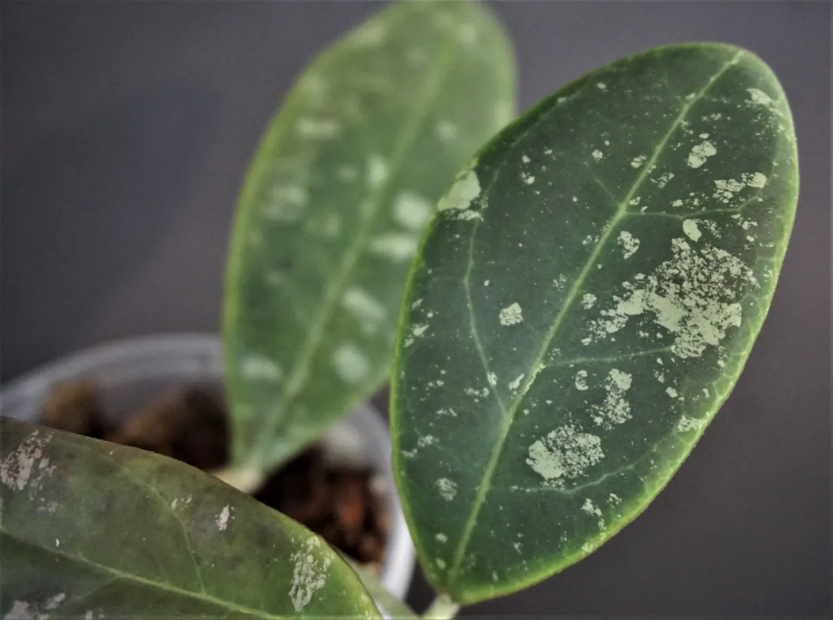 Hoya Rintzii from Borneo