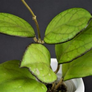 Hoya Priktai seedling (selection ByPatcharawalai)