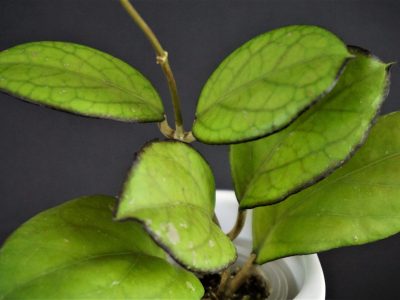 Hoya Priktai seedling (selection ByPatcharawalai)
