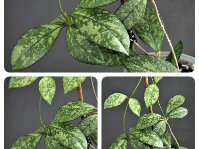 Hoya Crassipetiolata from Vietnam