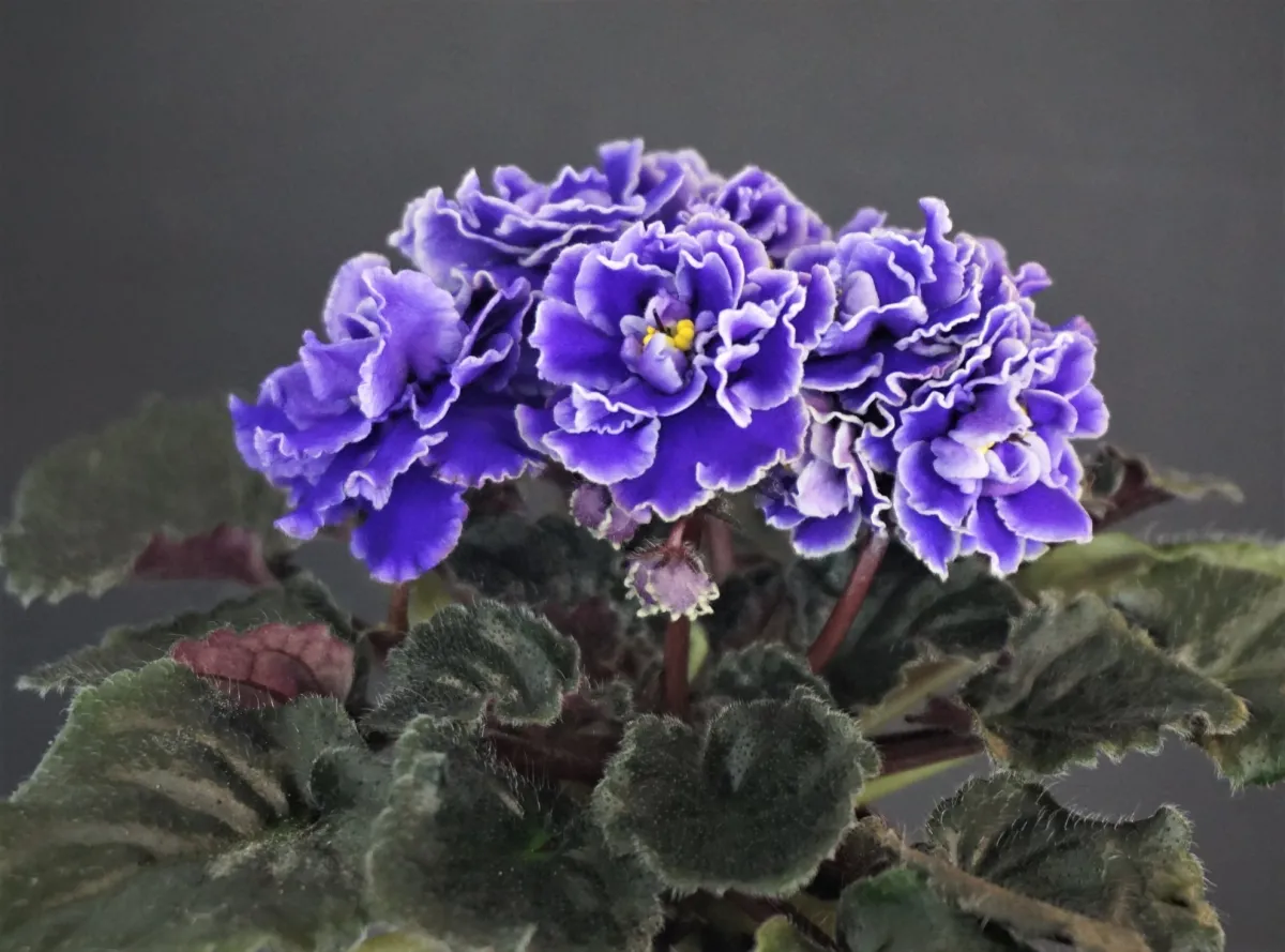 Lyon's Little Sweetheart (S. Sorano) - VioletViol - Home Garden