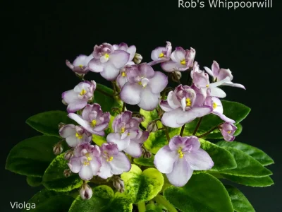Rob's Whippoorwill (R. Robinson)
