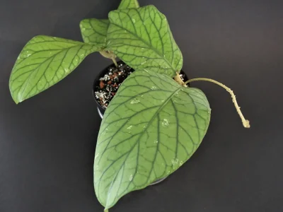 Hoya meredithii green