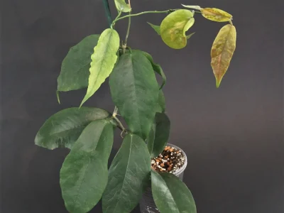 Hoya flavescens