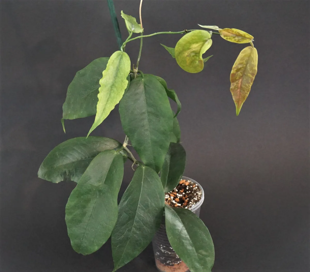 Hoya flavescens