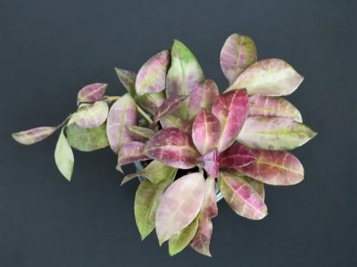 Hoya walliniana variegata