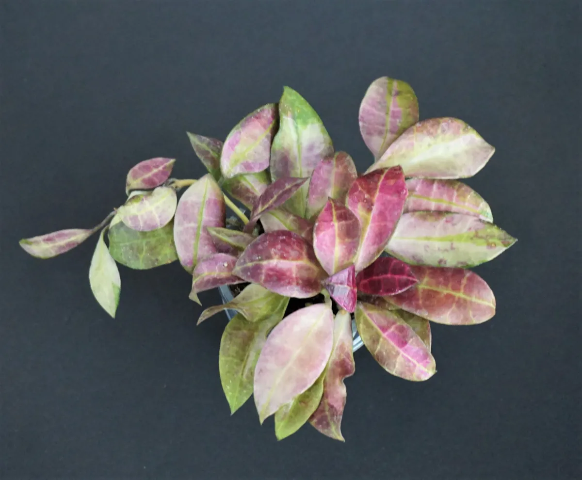 Hoya walliniana variegata