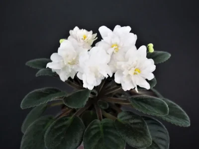 Jolly Summer (H. Pittman)
