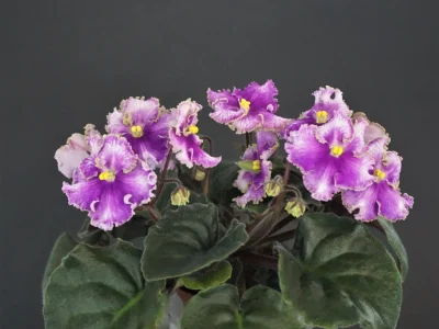 Vi-Mignolette (I.Viblaya)