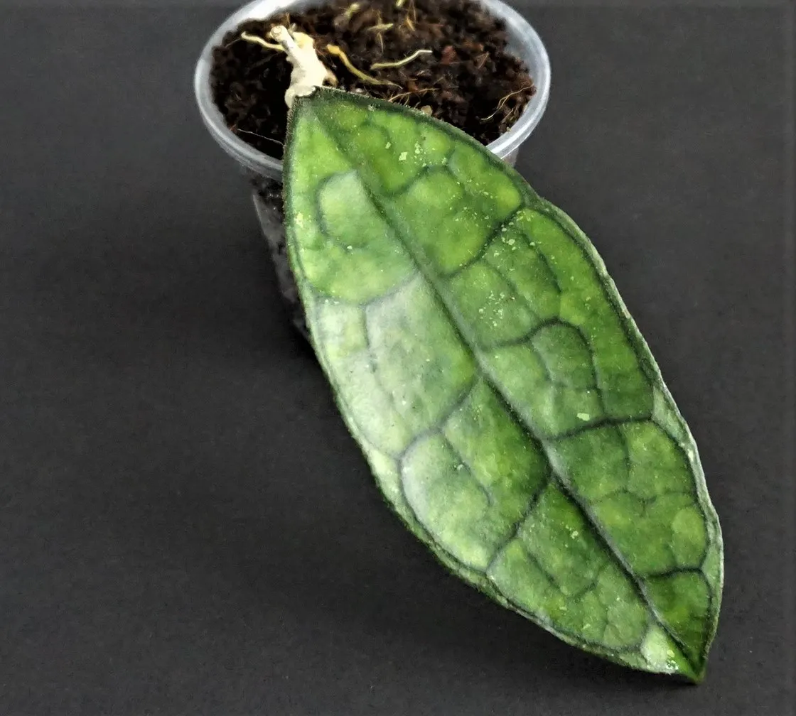 Hoya finlaysonii EPC-318