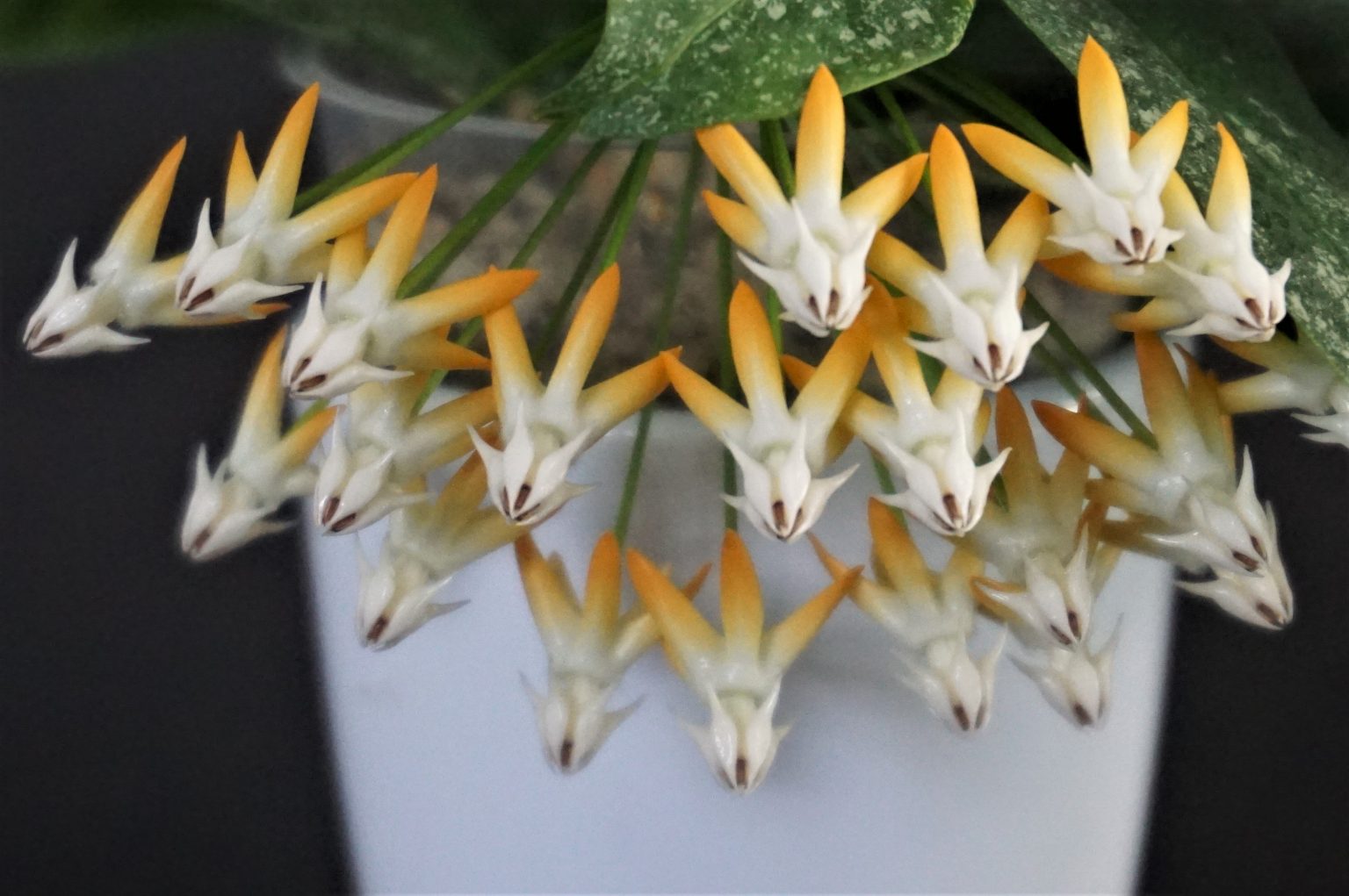 Hoya multiflora SV 406 Splash Amazonas - VIOLETVIOL PLANTS COLLECTION