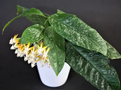 Hoya multiflora SV 406 Splash Amazonas