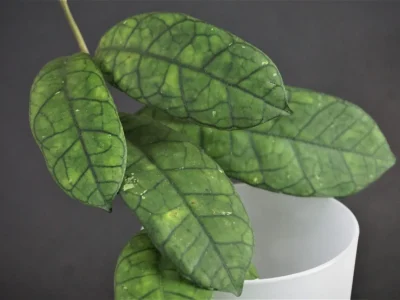 Hoya AH-021