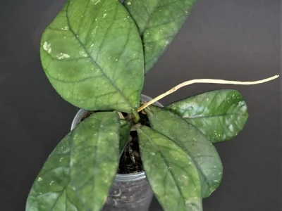Hoya hainanensis spec. DaNang SR 293-004 Vietnam