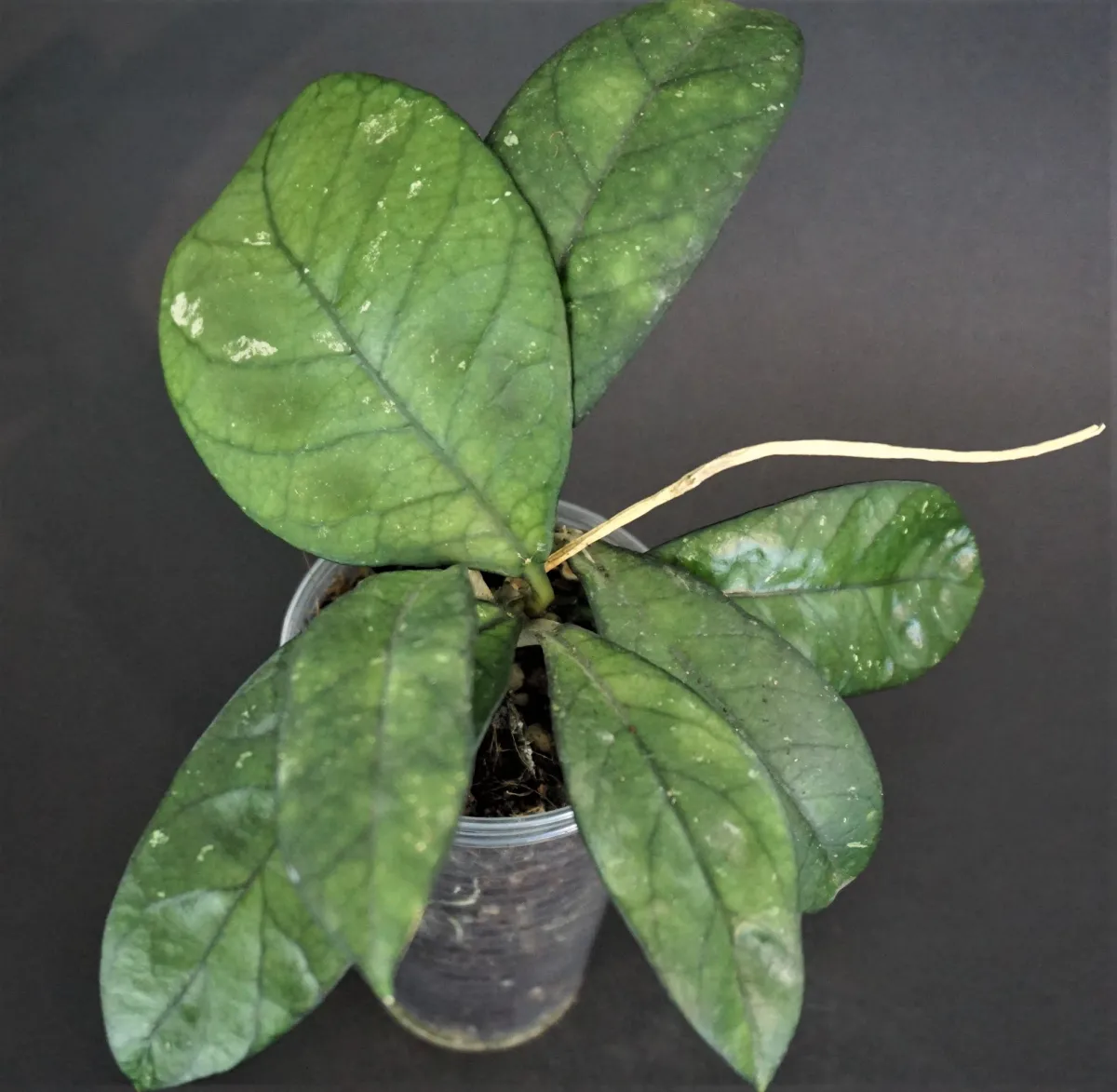 Hoya hainanensis spec. DaNang SR 293-004 Vietnam