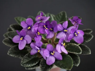 Jersey Sugar Plums (R. Kurzynski)