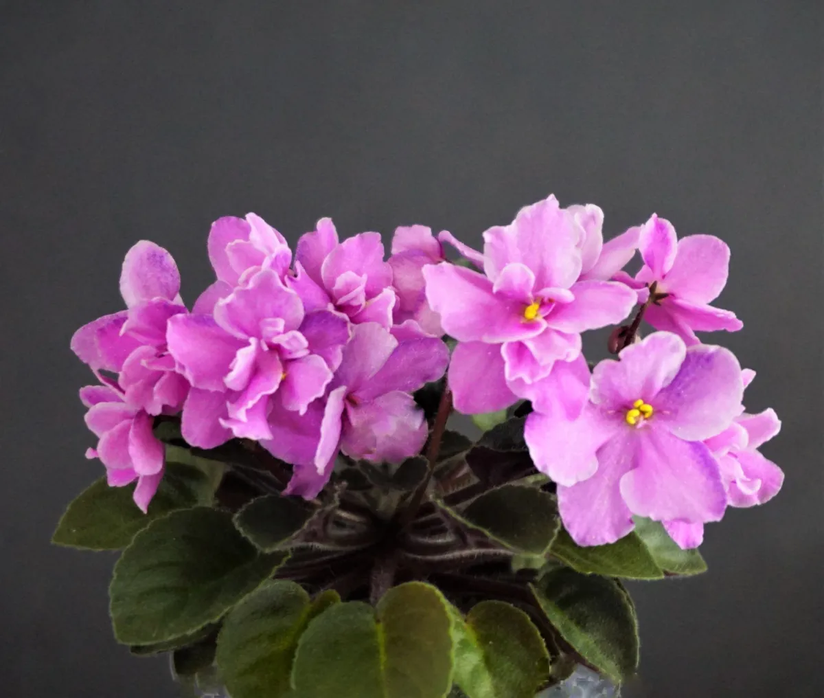 Jolly Fun (H. Pittman) - VioletViol - Home Garden: 1850+ African