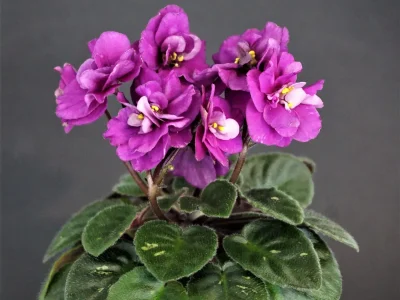 Jolly Shadow (H. Pittman)