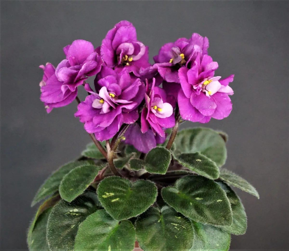 Jolly Shadow (H. Pittman) - VioletViol - Home Garden: 1850+