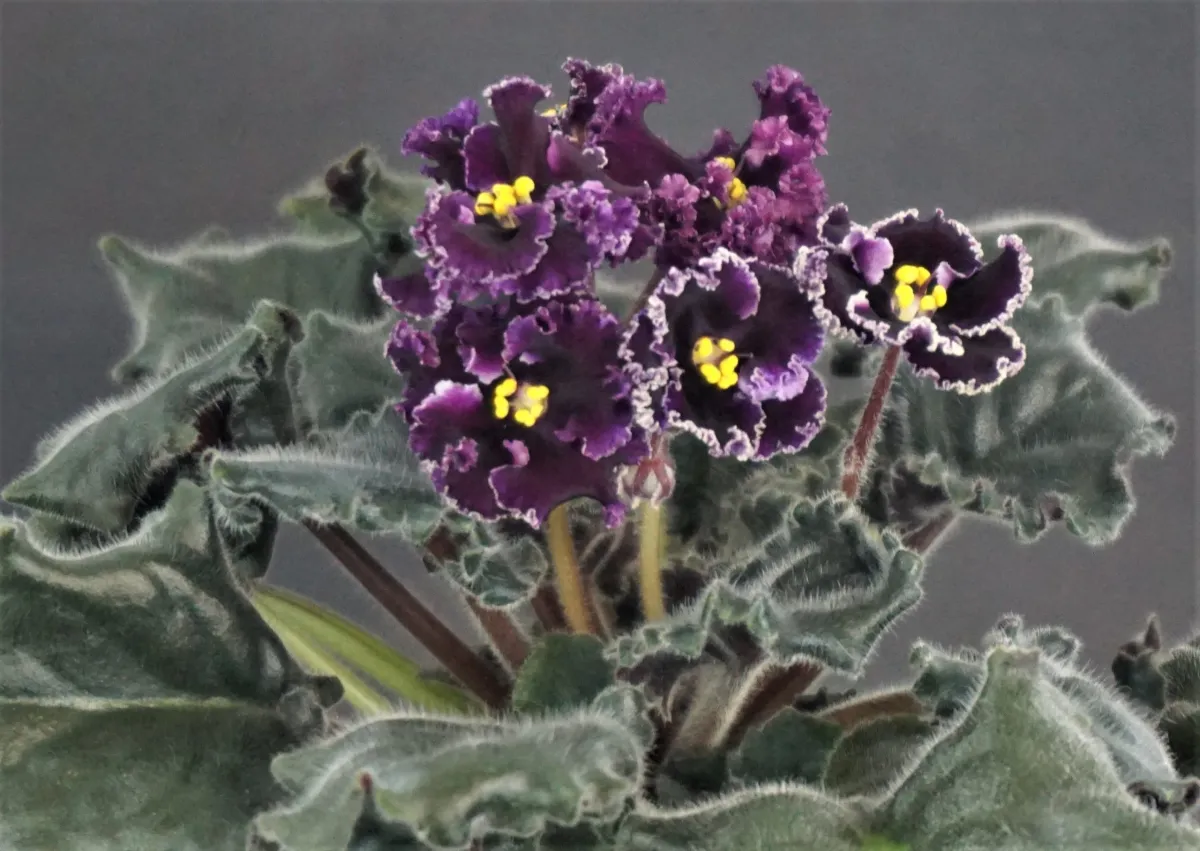 НК-Декамерон (Н.Козак) - VioletViol - Home Garden: 1850+ African