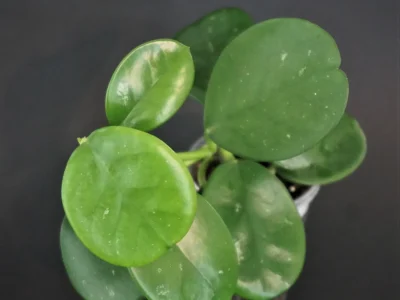 Hoya AH-014