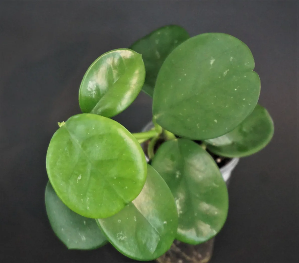Hoya AH-014
