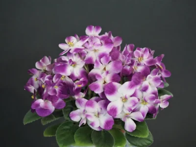 Hunter's Bella (K.Muzalewski)