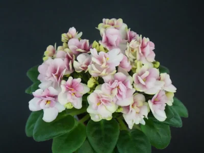 Hunter's Sweet Sakura (K.Muzalewski)