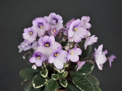 Hunter's Tiny Tulip (K.Muzalewski)