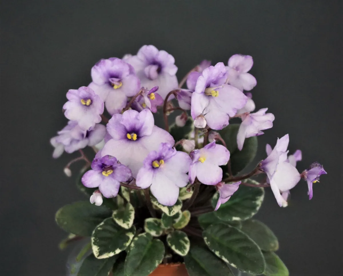 Hunter's Tiny Tulip (K.Muzalewski) - VioletViol - Home Garden