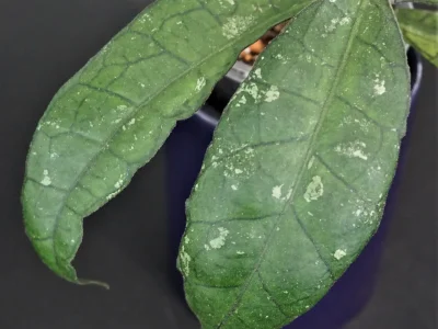 Hoya sp. DML 5655/IML 1398