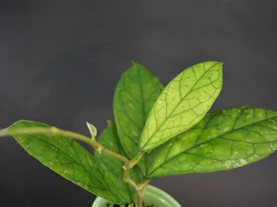 Hoya sp. Irina (EPC-964)