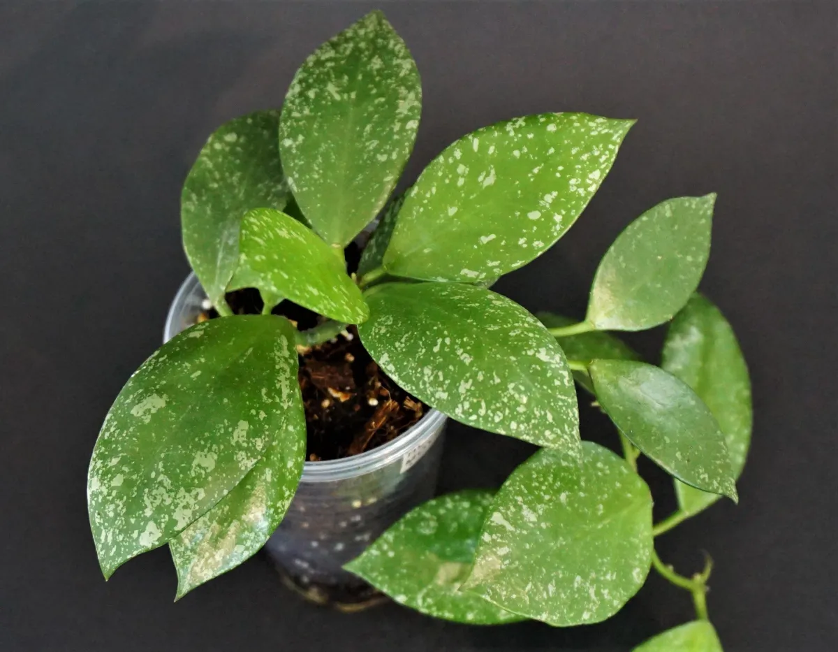 Hoya nabawanensis EPC-935 (Moyog River, Moyog Sabah)