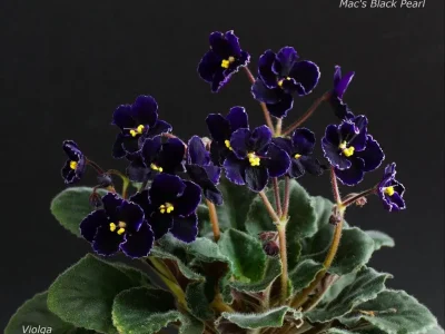 Mac's Black Pearl (G.McDonald)