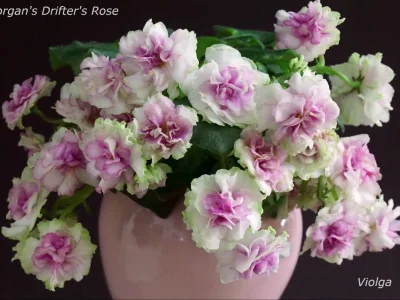 Morgan's Drifter's Rose (C. Eros)