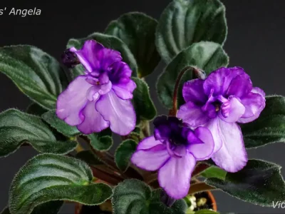 Maas` Angela (M.Maas)