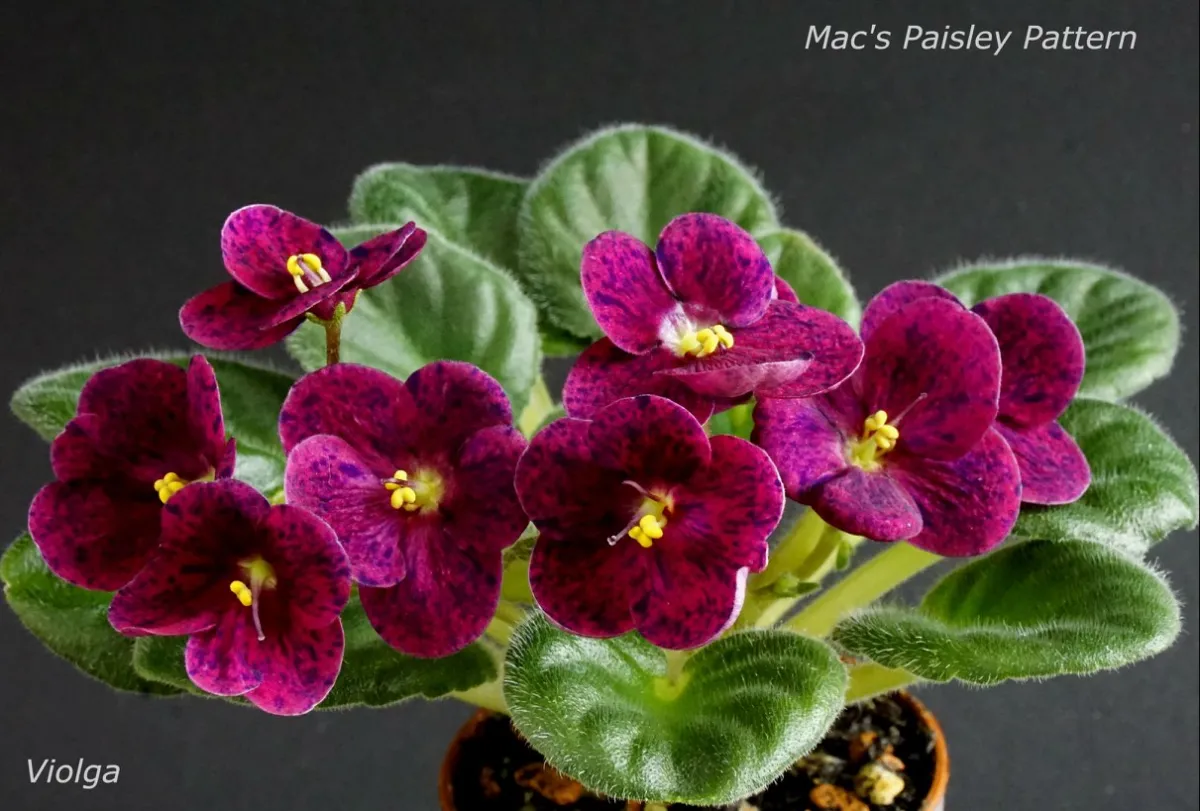 Mac's Paisley Pattern (G.McDonald) - VioletViol - Home Garden