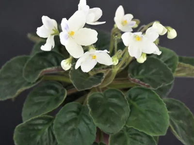 Alchemy Gold (D.Senk)