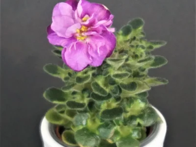 Stambul`s Rose