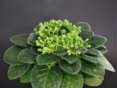 Optimara NeverFloris (R. Holtkamp)