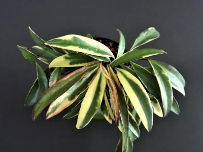 Hoya kentiana Lori Lyn