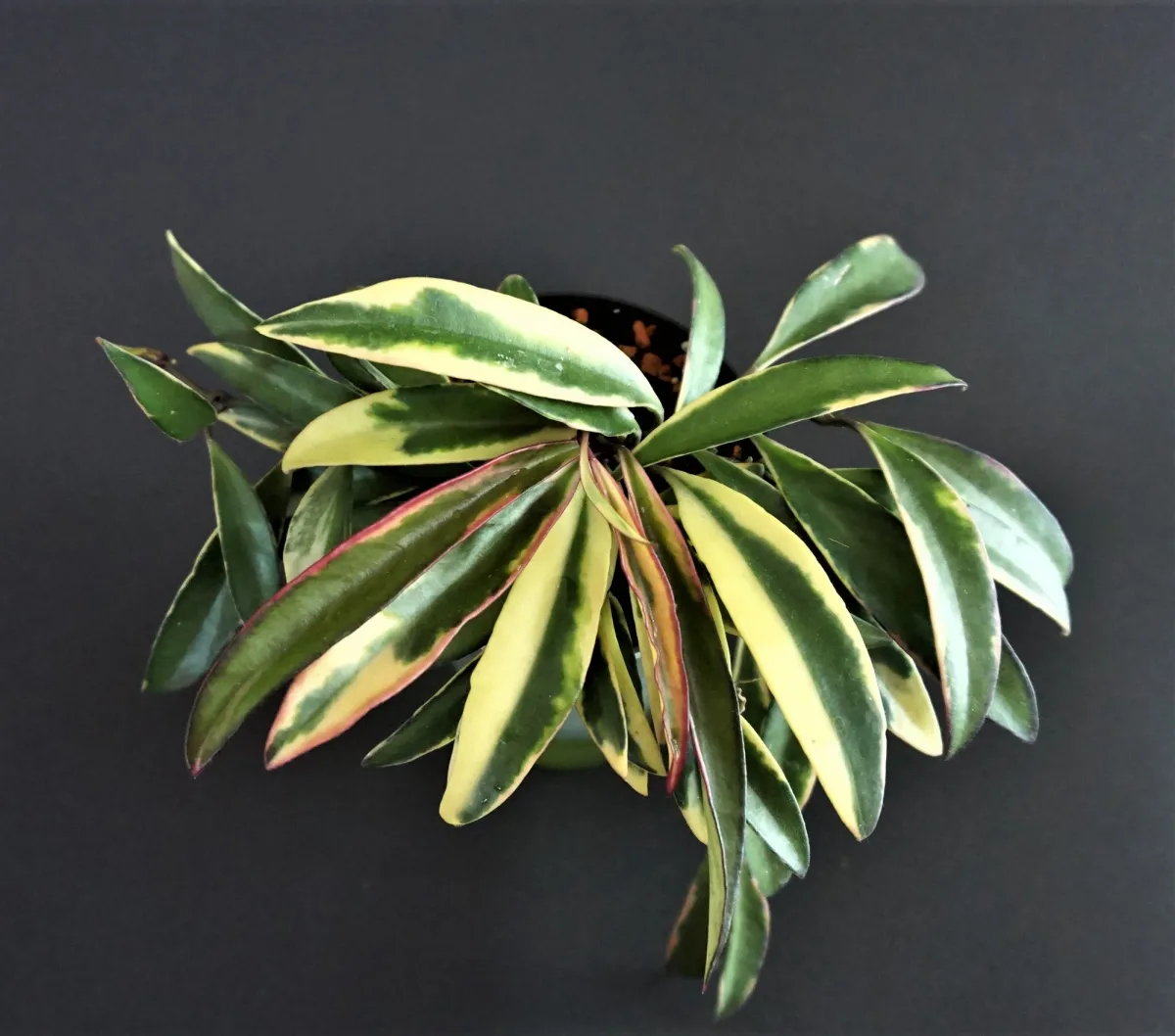 その他観葉植物 Hoya kentiana 'Lori rinn' ホヤ ケンティアナ アルボマルジナータ 'ロリー リン'「Hoya kentiana