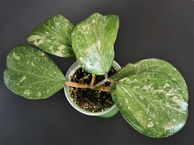 Hoya Michele MB1255