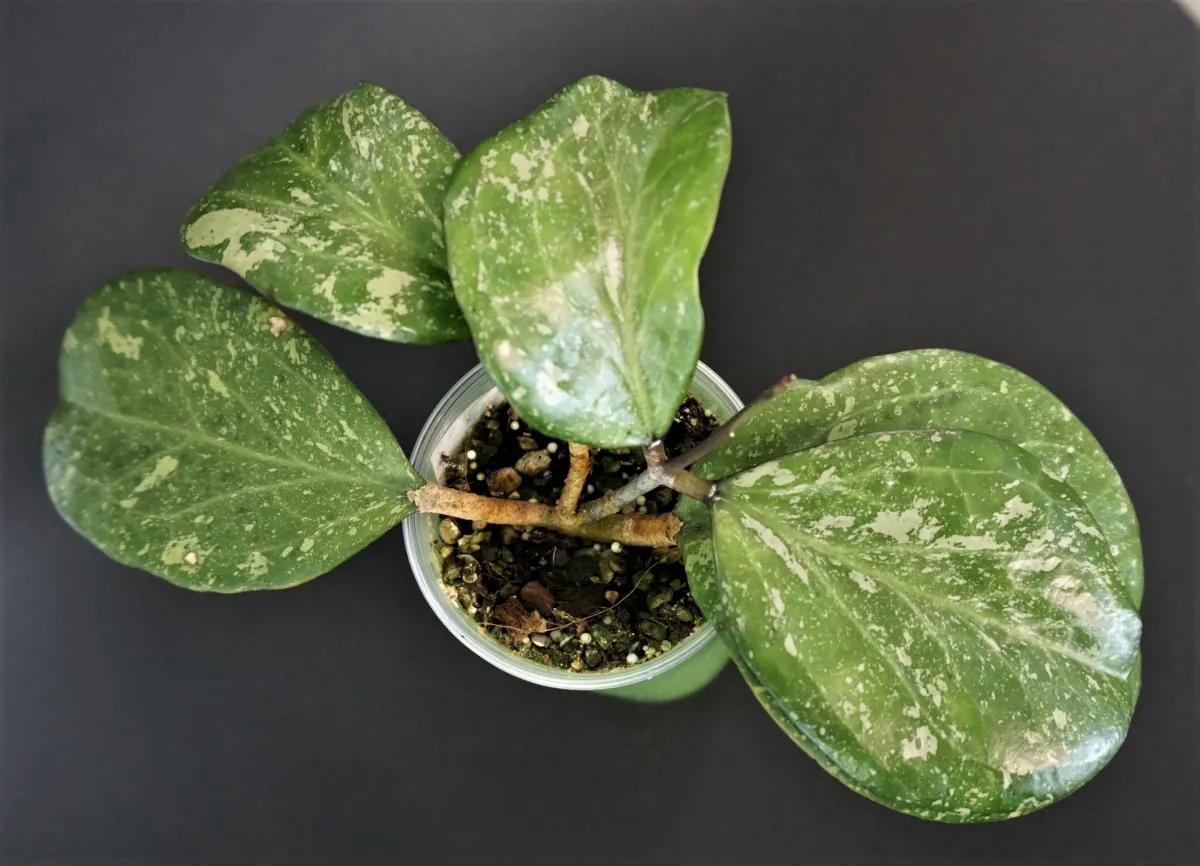 Hoya Michele MB1255