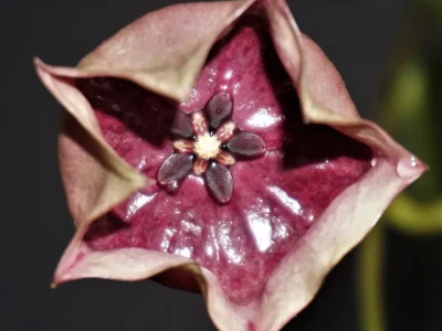 Hoya wallichii ssp. tenebrosa (SLM-02)
