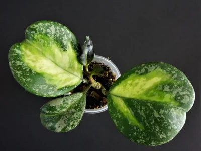 Hoya Obovata variegata splash leaves