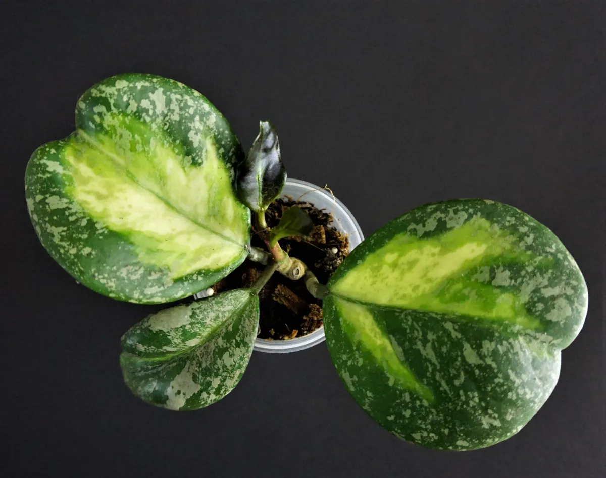 Hoya Obovata variegata splash leaves