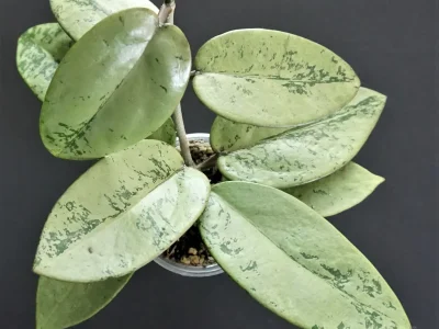 Hoya Silver Dollar clone B