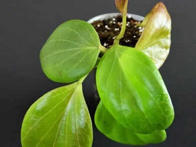 Hoya Genieve  MB1141