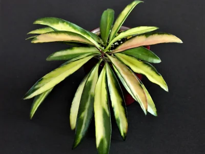 Hoya kentiana variegata